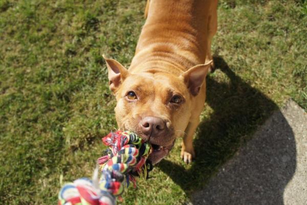 Sit Means Sit Dog Training - Orange County Coastal