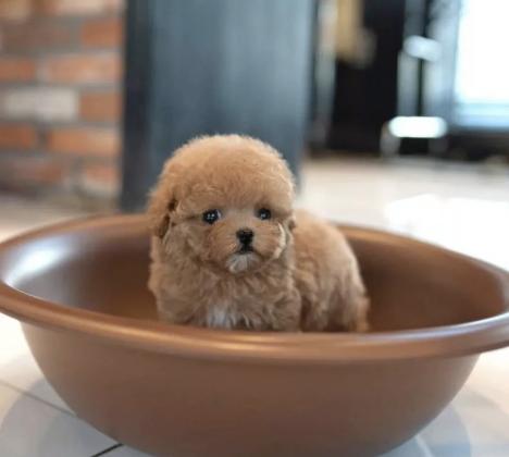 Stunning litter of maltipoo puppies for sale