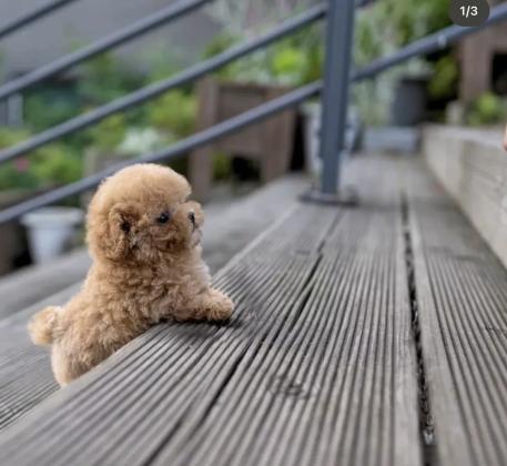 Stunning litter of maltipoo puppies for sale