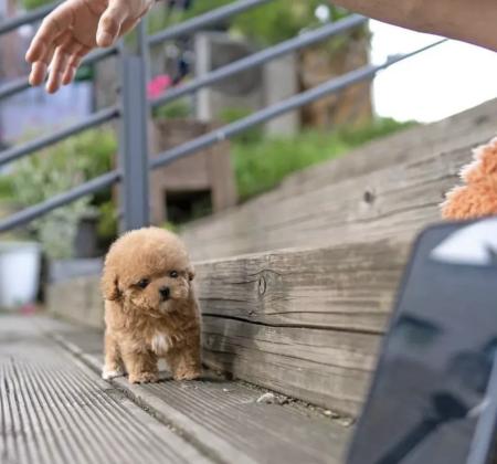 Stunning litter of maltipoo puppies for sale