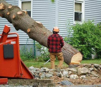 Timber Cuts Tree Service