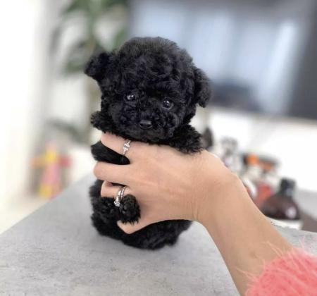 Toy maltipoo pups for sale