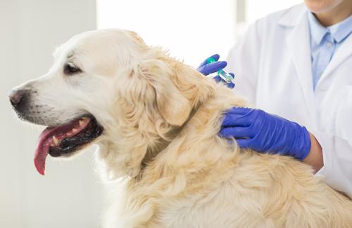 Trusted Vet Clinic in Roanoke, VA