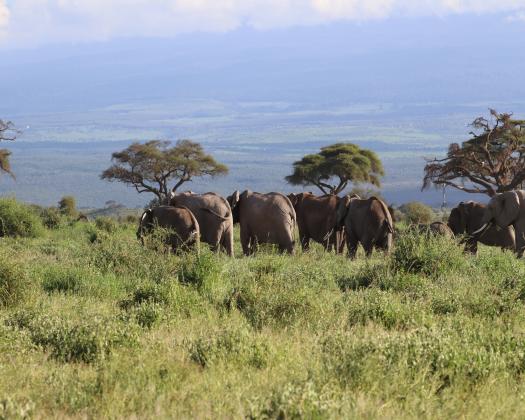Your Guide to the Best Safari Tours in Kenya