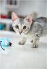Egyptian Mau Kittens For Sale In NYC
