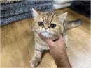 Exotic Kittens for Sale in New York