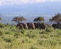 Experience the Best Safari Tours in Kenya