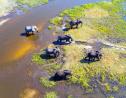 Explore Botswana's Majestic Wildlife with Kiboko Safaris’ Tour Itinerary