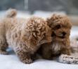 Male and female maltipoo puppies for sale