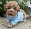 Maltipoo puppies for sale