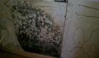 Mold Inspection and Removal Charleston SC