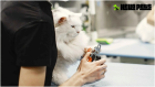 Professional Cat Grooming in North York - Hello Pets Inc.