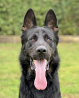 Protection Dogs For Sale