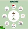 Strengthen Immunity & Enhance Well-Being with Ayurvedic Punarnava Juice