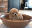 Stunning litter of maltipoo puppies for sale