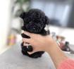 Toy maltipoo pups for sale