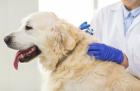 Trusted Vet Clinic in Roanoke, VA