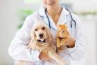 Trusted Veterinarians in Roanoke, VA - Old Dominion Vet Clinic