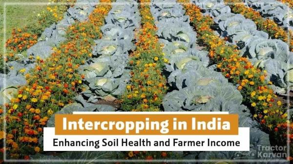 Advantages of Intercropping System