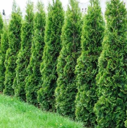 American Arborvitae Tree Seeds for Beautiful Greenery