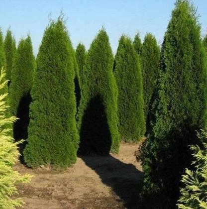 American Arborvitae Tree Seeds for Beautiful Greenery