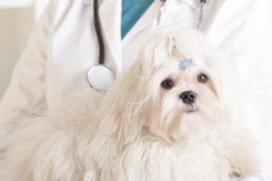 Compassionate Vet Care in Plano, TX – Coit Hedgcoxe Animal Hospital