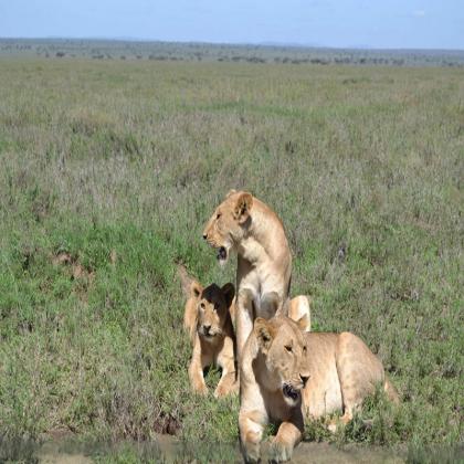 Discover Tanzania Safari Tour Packages