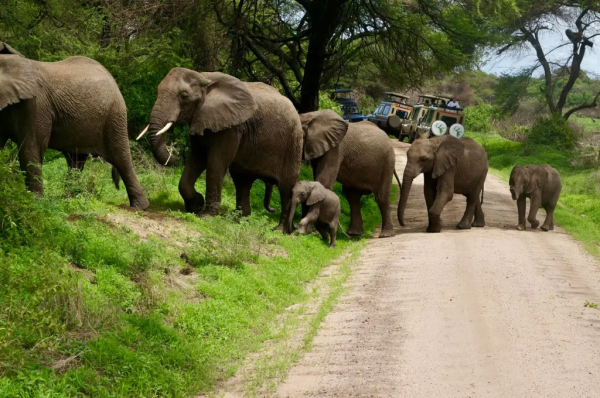 Discover Tanzania Safari Tour Packages