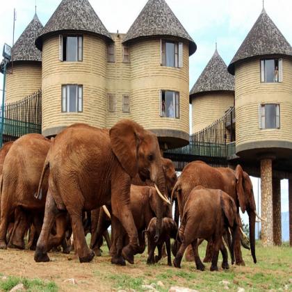 Discover the Magic of Mombasa Safari and Beach Holiday