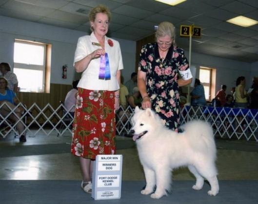 Discover the Perfect Samoyed Dog Today