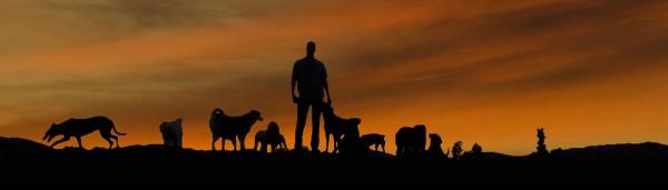 Dominant Dogs