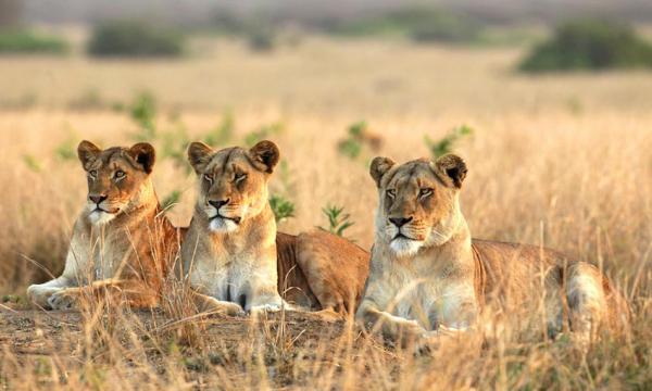 Embark on the Ultimate Safari Adventure from Mombasa