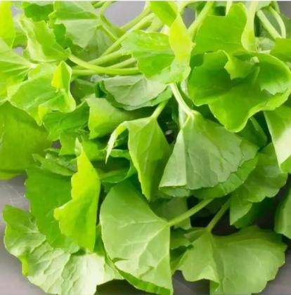 Introducing Gotu Kola Tea: Nature's Gift for Mind and Body