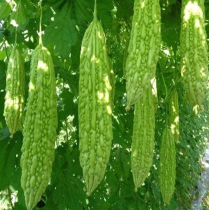 Grow Bitter Melon for a Healthy Garden
