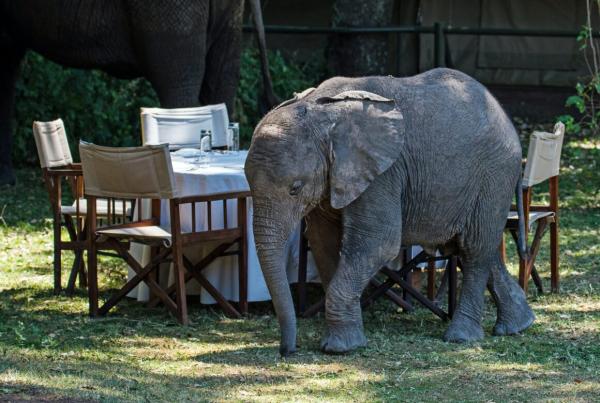 Honeymoon Safari in Tanzania – Celebrate your Love