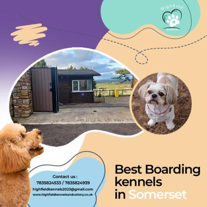 Peace of Mind for Pet Owners: Best Boarding Kennels in Somerset!