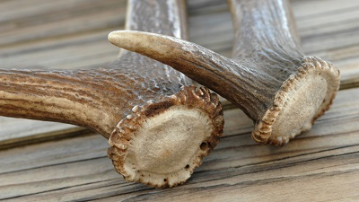 Premium Deer Antlers for Dogs – Safe & Natural Chews