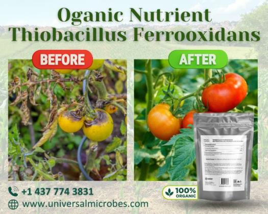 Premium Thiobacillus Ferrooxidans Supplier - Bulk Discounts Here