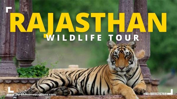Rajasthan Wildlife Tour: A Nature Lover’s Dream
