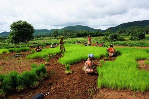 Revolutionizing Farming with FPOs: Tata-Cornell Institute’s Approach to Agricultural Growth