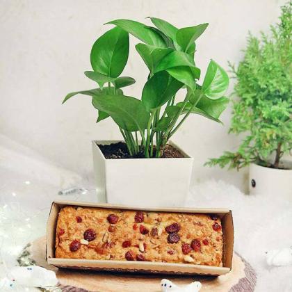 Send Christmas Gifts To Delhi
