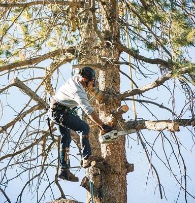 Timber Cuts Tree Service