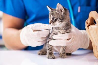 Top-Rated Vet in New Orleans, LA – Clearview Veterinary Hospital