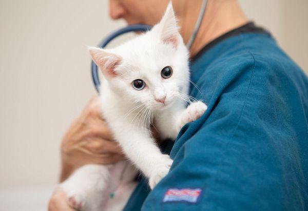 Top-Rated Veterinarian in Omaha, NE - Trusted Care for Your Pets