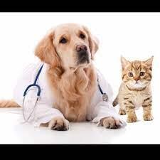Trusted Vet Clinic in Burlington, ON – Aldershot Animal Hospital