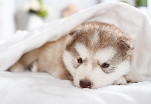 Trusted Vet Clinic in Middletown DE - Care Your Pets Deserve