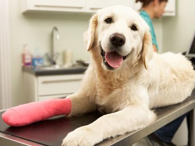 Trusted Vet Clinic in Middletown DE - Care Your Pets Deserve