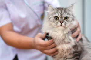 Trusted Veterinarians Serving Wichita, KS – Hodes Veterinary Health Center