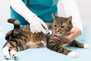 Trusted Veterinarians Serving Wichita, KS – Hodes Veterinary Health Center
