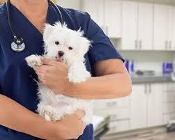Trusted Veterinarians Serving Wichita, KS – Hodes Veterinary Health Center